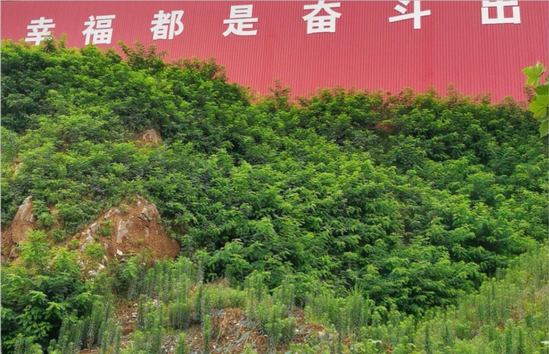 淅川中联水泥有限公司灰岩矿恢复治理工程