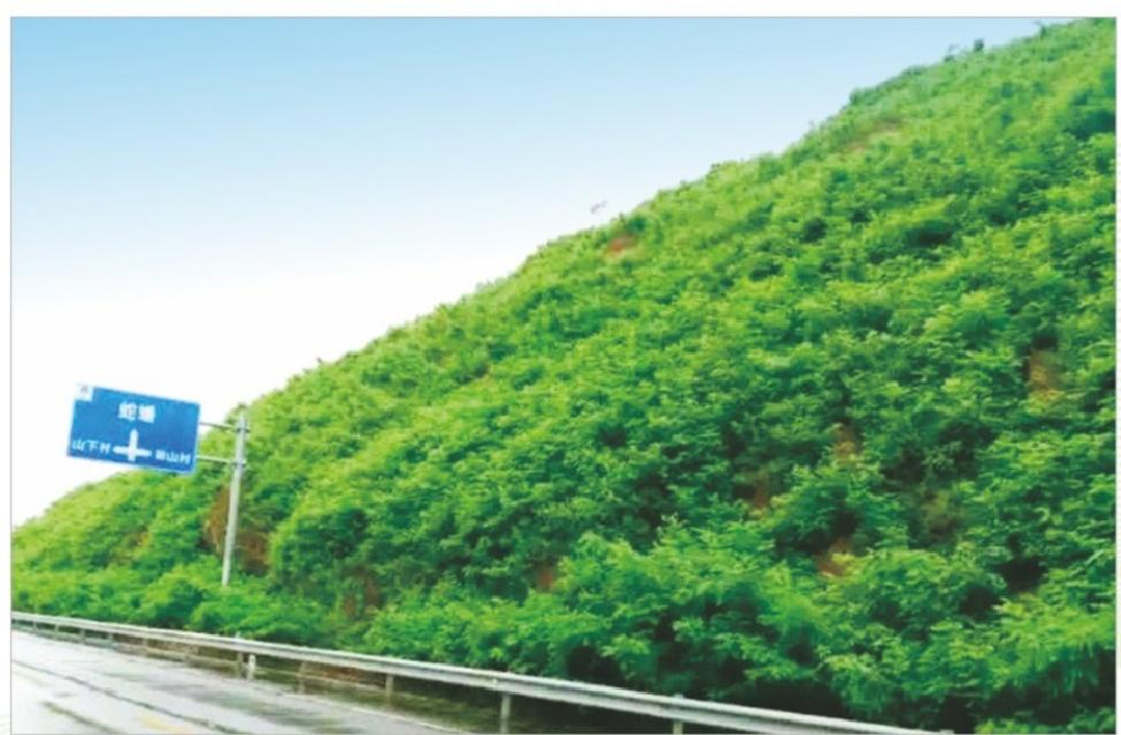宁波宁海线高速边坡绿化工程